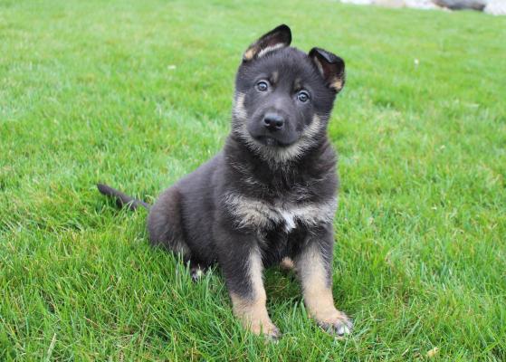 German Shepherd Dog puppies for sale.